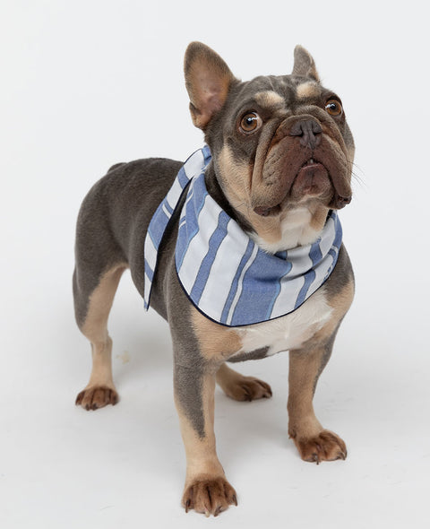 Alpes Stripe Dog Neckerchief