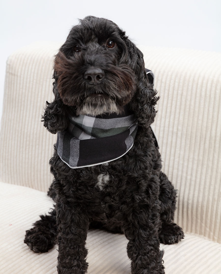 Brushed Check Dog-Neckerchief