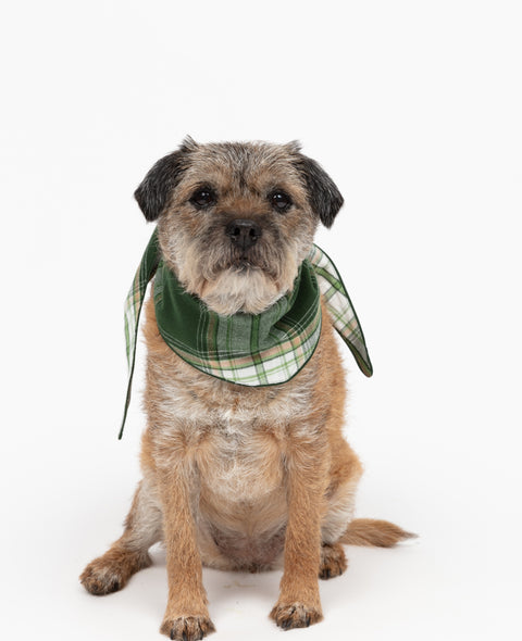 Fern Green Check Family Matching Pyjama Set