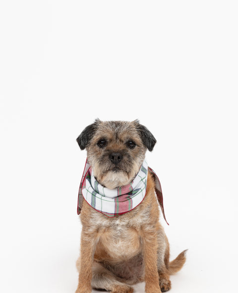 Blaze Red Check Family Matching Pyjama Set