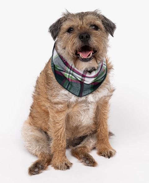 Forrest Brushed Check Dog Neckerchief