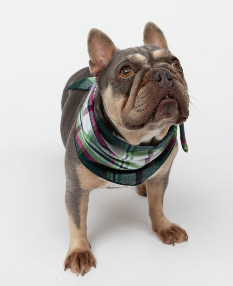 Forrest Brushed Check Dog Neckerchief