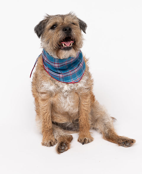 Foulard pour chien à carreaux brossés Montana