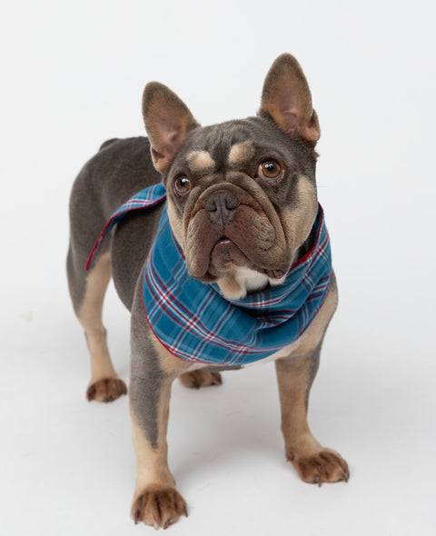 Foulard pour chien à carreaux brossés Montana