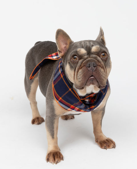 Taylor Lightly Brushed Check Dog Neckerchief