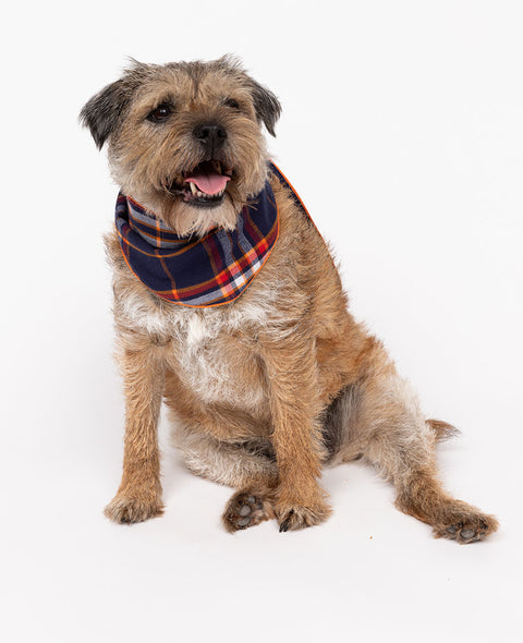 Taylor Lightly Brushed Check Dog Neckerchief